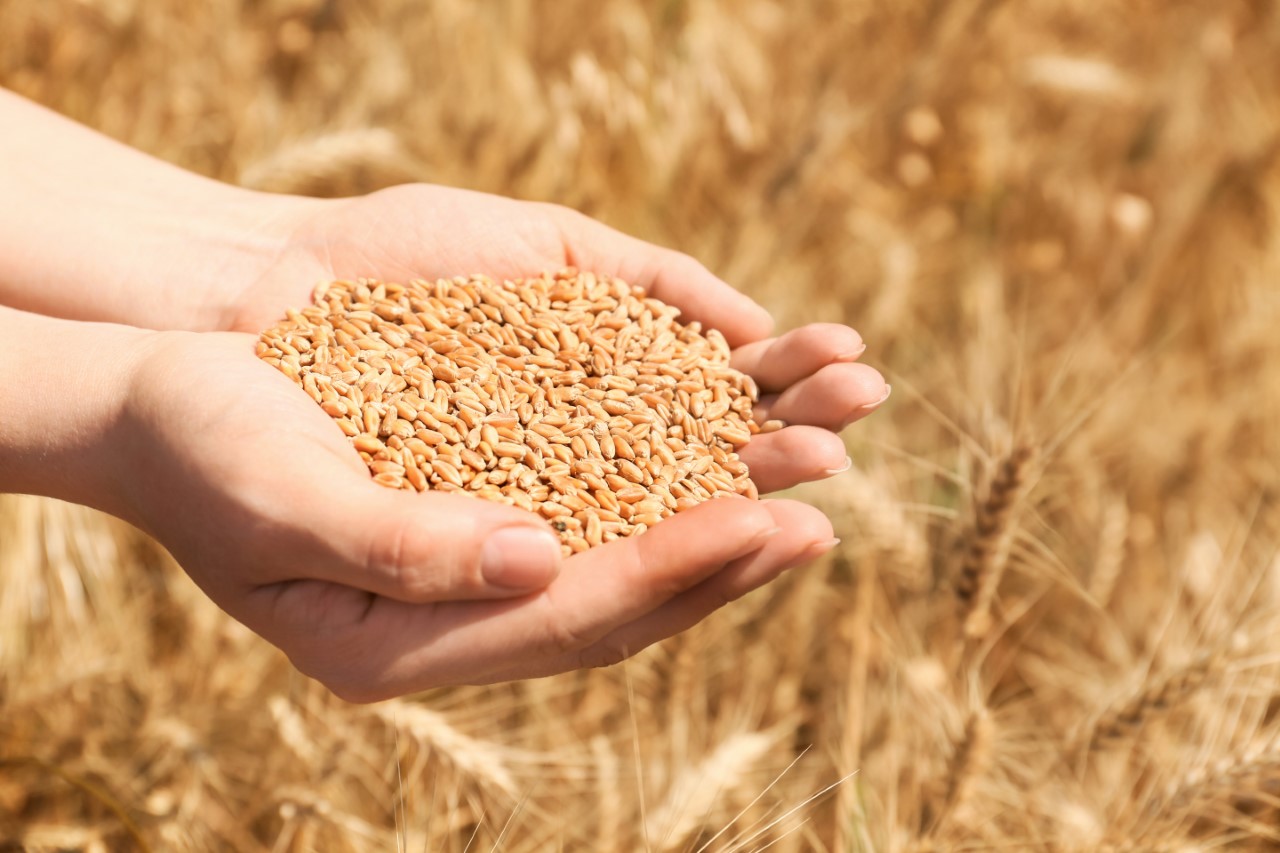 Wheat grain - Durables icon